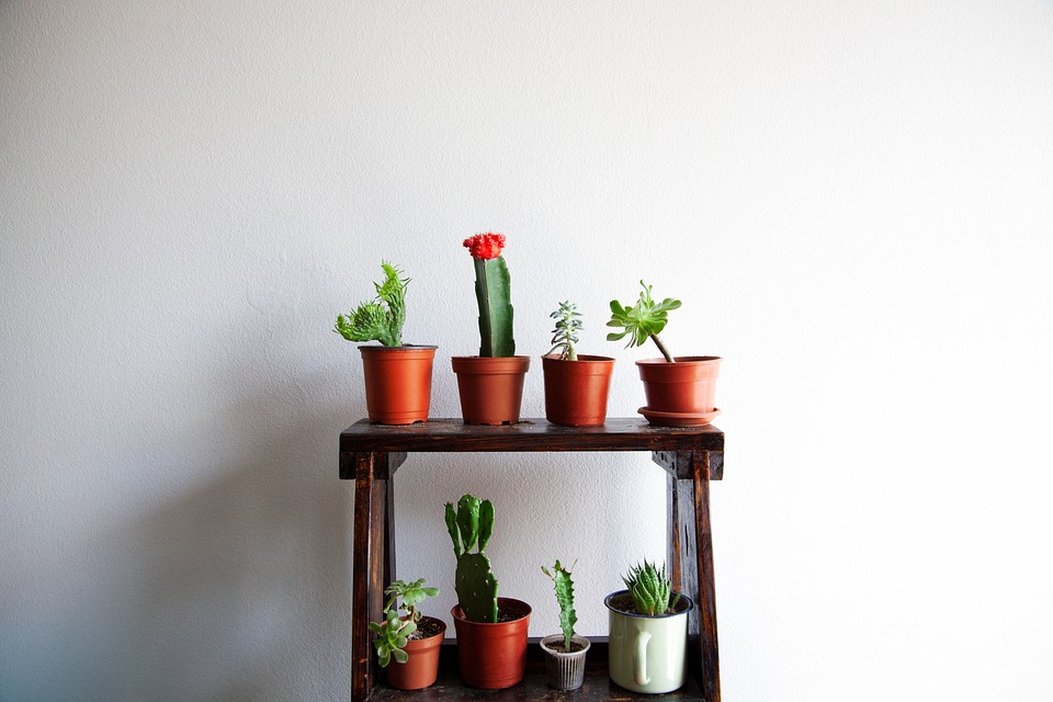House plants on a shelf.