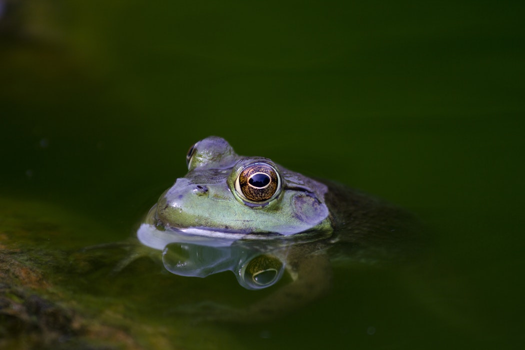 A toad in water.