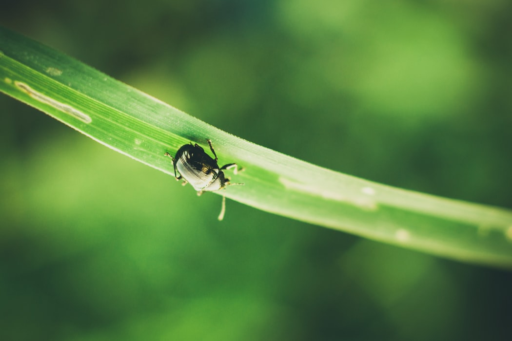 A beetle on a blade of grass.