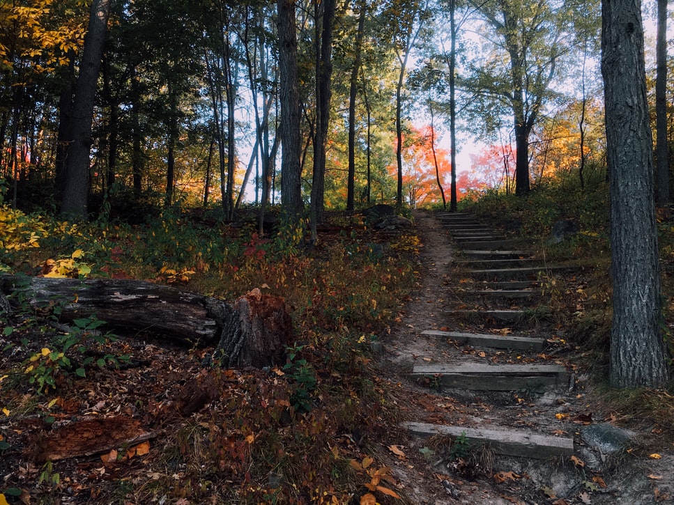 Wooden steps leading upward in a forest during fall.