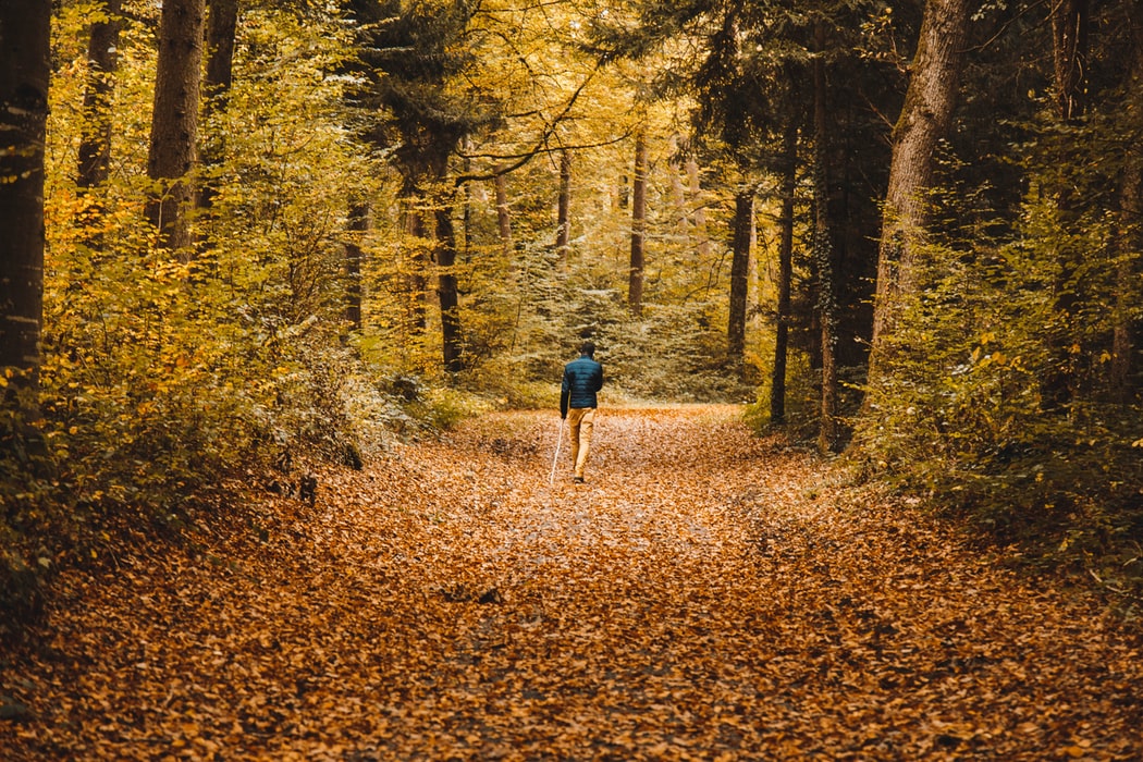 A person walking down a trail surrounded by trees with fall leaves covering the ground. 